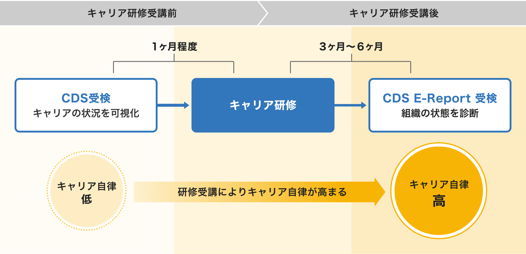研修前後でのキャリア自立の変化を示す図。CDS受検（キャリア状況の可視化）から1ヶ月程度でキャリア研修を受講。受講後3ヶ月〜6ヶ月でCDS E-Report 受検（組織の状態を診断）。キャリア自立の変化：CDS受検時とCDS E-Report 受検時で比べると、研修受講によりキャリア自立が高まった。